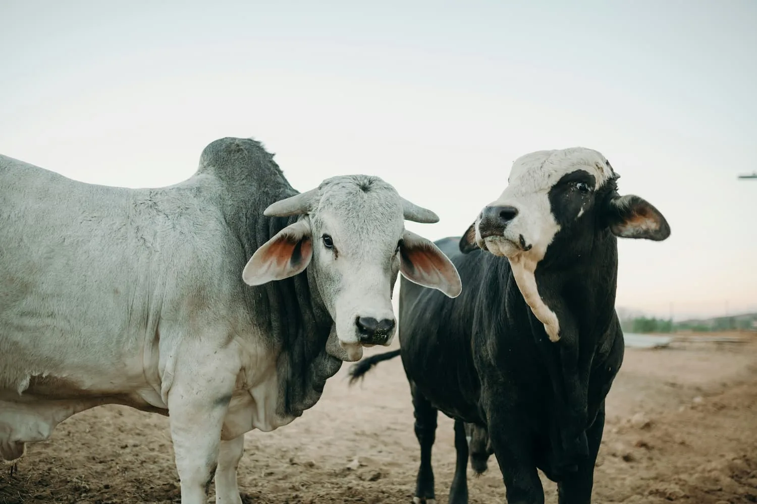 Connect with Us for a Free Marketing Consultation Digital Rodeo Group Pro Web Design in Tulsa Oklahoma We're all hat and no cattle. Contact Us!